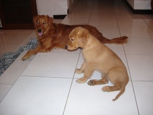 Puppy Sammy & Andre